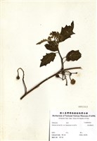 藏品(毛柱萬桃花)的圖片